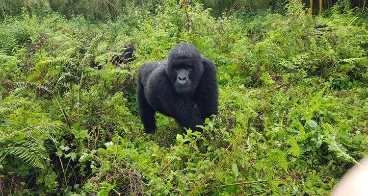 6 jours d'expérience avec les gorilles au Rwanda et en Ouganda - New Horizon Africa Safaris 3