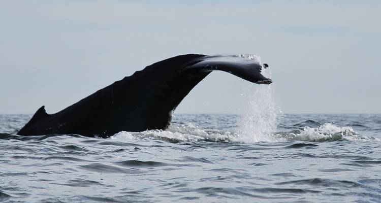 A whale tail breaching the water surface.