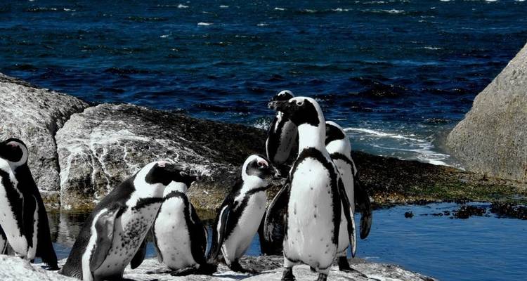 Pinguine an felsiger Küste am Ozean.