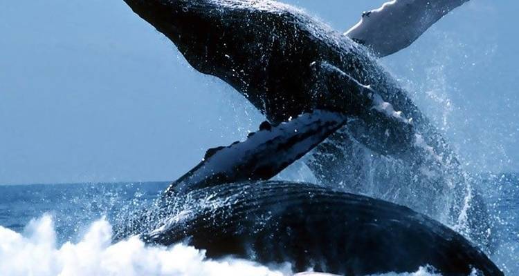 Sudáfrica Ciudad del Cabo - 5 días circuitos de Atracciones: Avistamiento de Ballenas y península del Cabo y cata de vinos y safari Aquila y circuito en parapente - Matadi Africa and Travel Tours 5