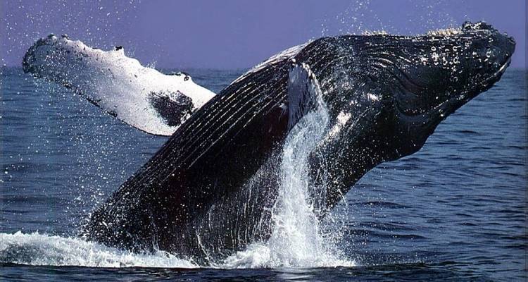 Sudáfrica Ciudad del Cabo - 5 días circuitos de Atracciones: Avistamiento de Ballenas y península del Cabo y cata de vinos y safari Aquila y circuito en parapente - Matadi Africa and Travel Tours 3