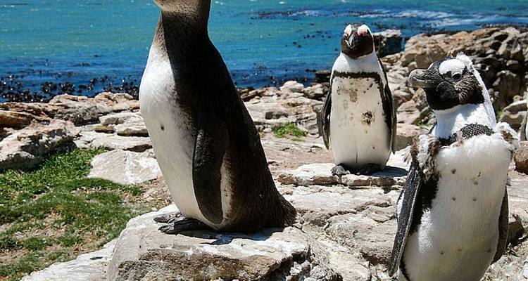 Le Cap - 5 jours d'excursions : Parapente et; Péninsule du Cap et; Dégustation de vin et; Plongée dans la cage aux requins et; Aquila Safari Tour - Matadi Africa and Travel Tours 2