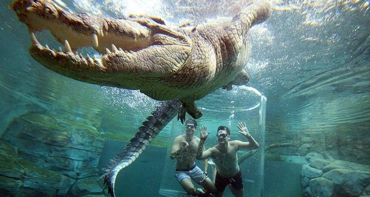 Attractions de l'Afrique du Sud en 5 jours : Visite de la cage aux crocodiles, dégustation de vin, visite de Robben Island, péninsule du Cap, Aquila Safari Tour - Matadi Africa and Travel Tours 2