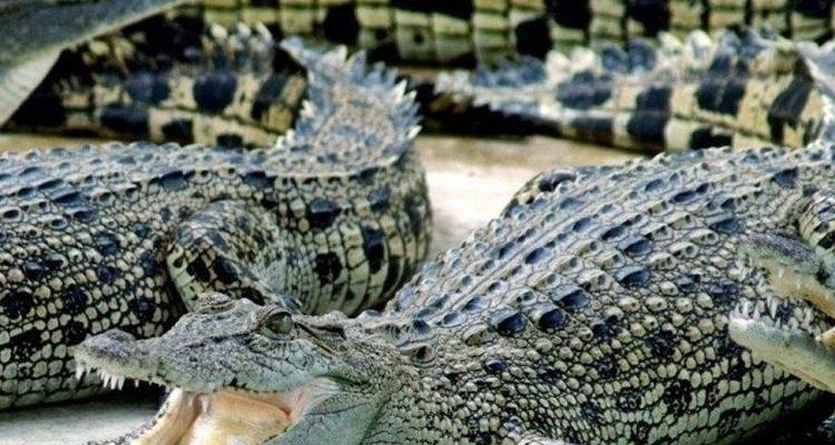 Attractions de l'Afrique du Sud en 5 jours : Visite de la cage aux crocodiles, dégustation de vin, visite de Robben Island, péninsule du Cap, Aquila Safari Tour - Matadi Africa and Travel Tours 1