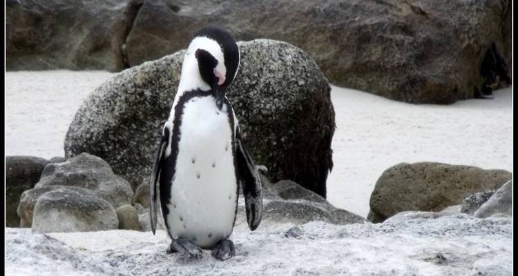 Pinguïn staand op een rotsachtig strand.