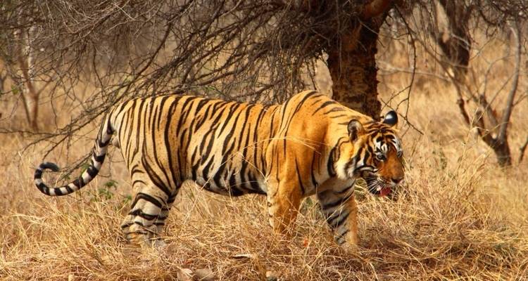 Circuit Triangle d'Or avec Ranthambhore | Circuit faune et flore indiennes - Royal Rajasthan Travels 8