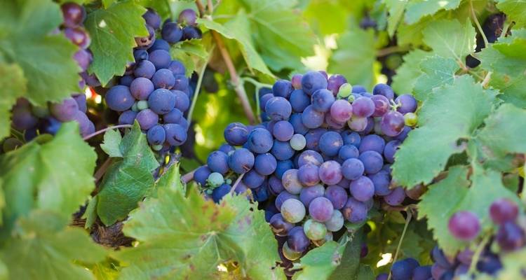 Eine Nahaufnahme von reifen Trauben, die an einem Weinstock hängen.