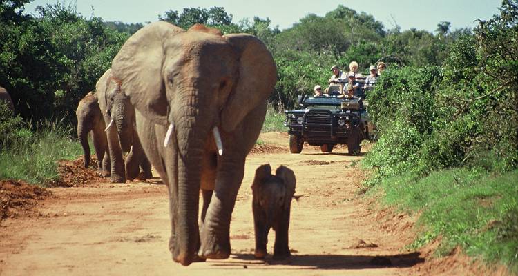 Un troupeau d'éléphants marchant sur une route de terre, suivi par un véhicule de safari.