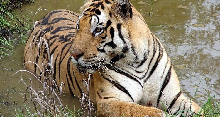 Tigre se reposant dans un bassin d'eau peu profond.