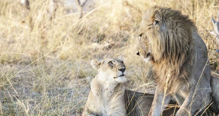 Un lion et une lionne se reposant ensemble dans une prairie sèche.