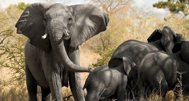 Ciudad del Cabo - 5 días - circuito a Cape Point, Oudtshoroorn, Mossel Bay, Knysna y Addo Elephant - Matadi Africa and Travel Tours 1