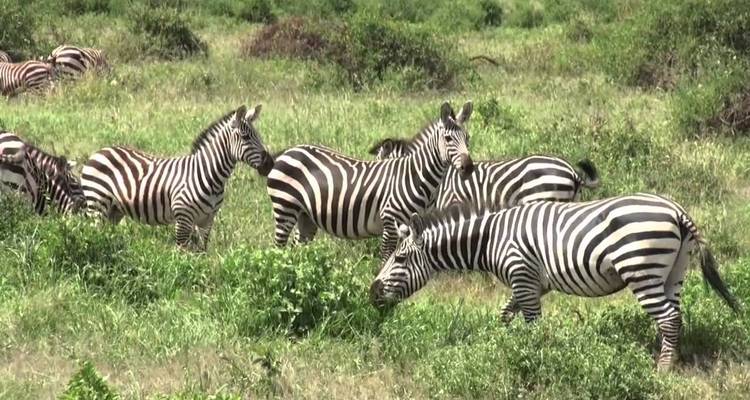 Ciudad del Cabo - 5 días - circuito a Cape Point, Oudtshoroorn, Mossel Bay, Knysna y Addo Elephant - Matadi Africa and Travel Tours 10