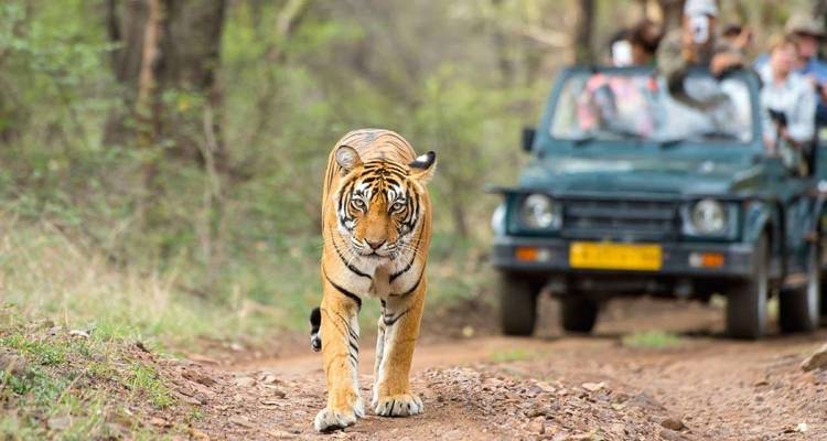 Incredible Rajasthan 11 Days Tour | Royal Rajasthan Travels - Royal Rajasthan Travels 3