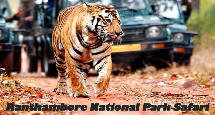 Tiger, der auf einem Waldweg geht, mit Safari-Fahrzeugen im Hintergrund.