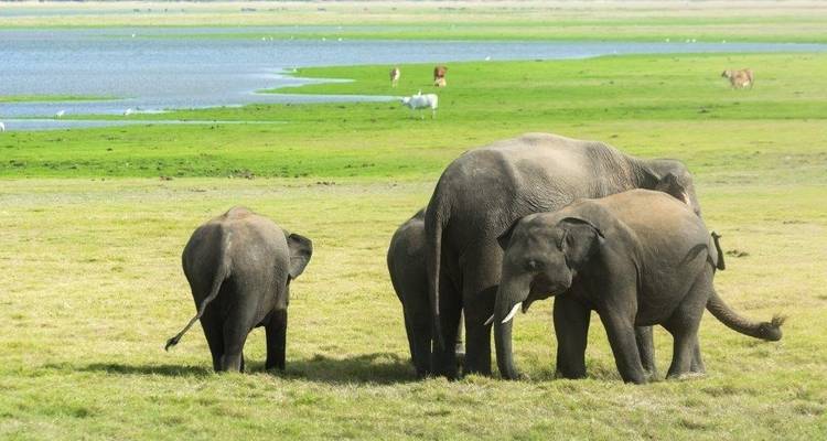 La voie locale - Sri Lanka - Aitken Spence Travel 5