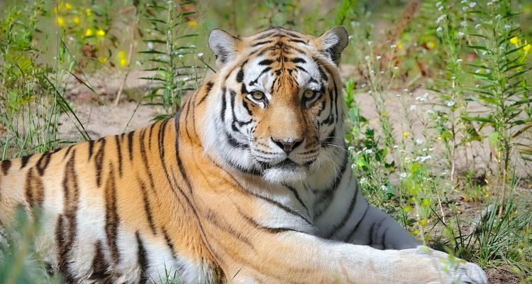 Circuit privé de 4 jours au safari des tigres et au Taj Mahal au départ de Delhi - Golden Triangle Tours Of India 10