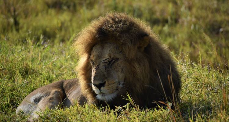 Safari en 4x4 de 6 días en grupo económico por Kenia - Exciting Africa Holidays 2