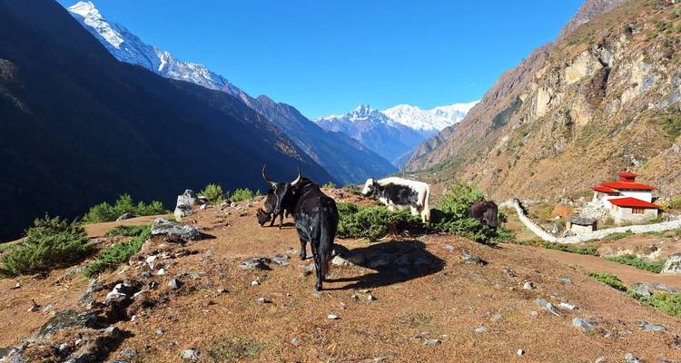 A herd of yaks on a mountain trail with snowy peaks in the background.