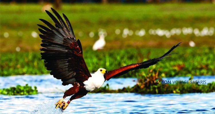 Circuit abordable de 5 jours à Amboseli et Masai Mara au Kenya, avec participation au budget pour les groupes - Bonvoyage Kenya Safaris 6