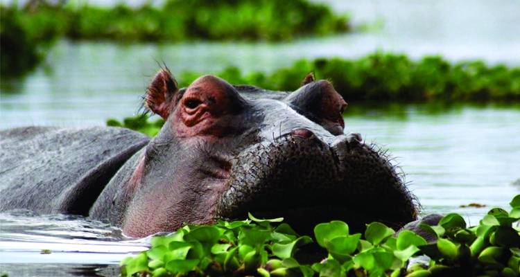 Circuit abordable de 5 jours à Amboseli et Masai Mara au Kenya, avec participation au budget pour les groupes - Bonvoyage Kenya Safaris 3