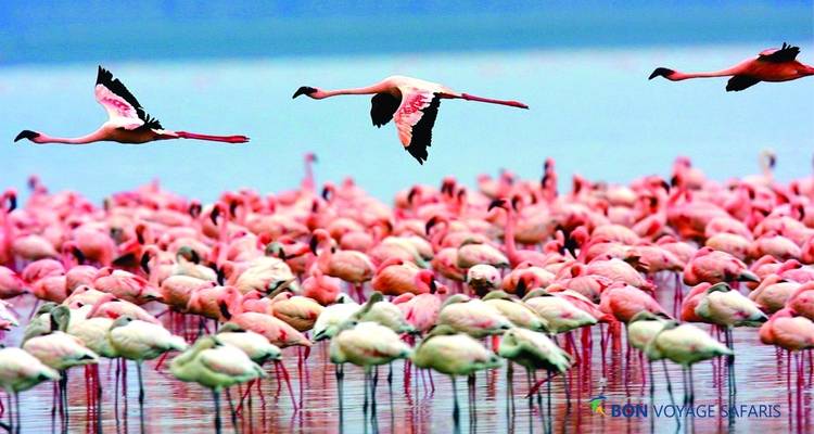 Circuit abordable de 5 jours à Amboseli et Masai Mara au Kenya, avec participation au budget pour les groupes - Bonvoyage Kenya Safaris 4