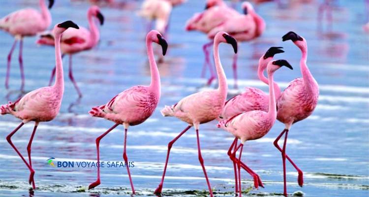 Circuit abordable de 5 jours à Amboseli et Masai Mara au Kenya, avec participation au budget pour les groupes - Bonvoyage Kenya Safaris 2