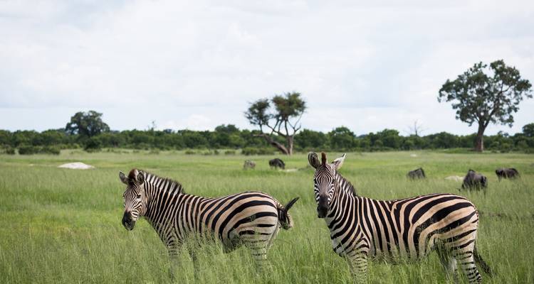 Two zebras standing in a green savanna.