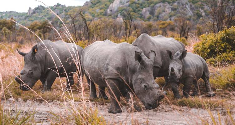 A group of rhinos standing together in a grassy field.
