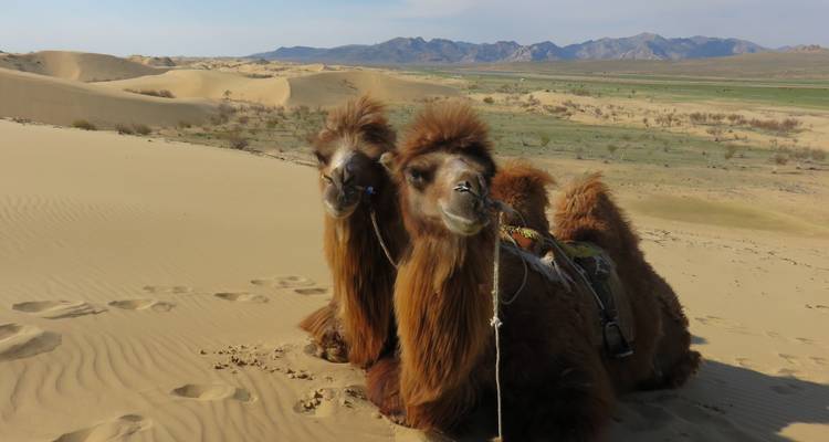 Gobi Desert & Jeep Safari In Mongolia - TTRMongolia 10