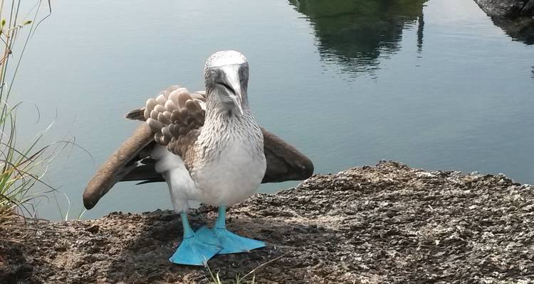 Galapagos Outdoor 9 Days Tour - GUIDEcuador Travel 6