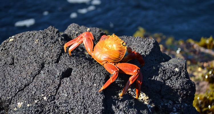Galapagos Outdoor 9 Days Tour - GUIDEcuador Travel 9