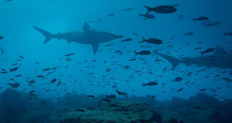 Galapagos Outdoor 9 Days Tour - GUIDEcuador Travel 8