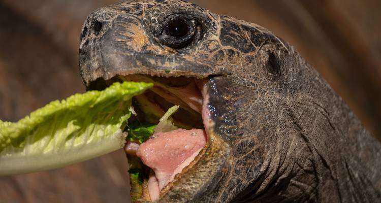 Galapagos Outdoor 9 Days Tour - GUIDEcuador Travel 4