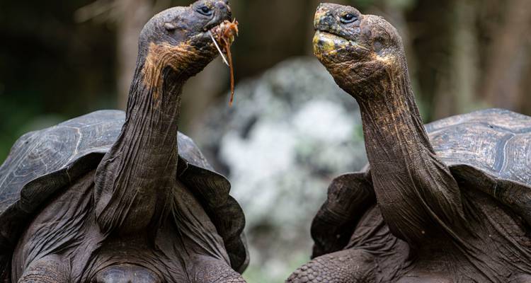 Galapagos Outdoor 9 Days Tour - GUIDEcuador Travel 7
