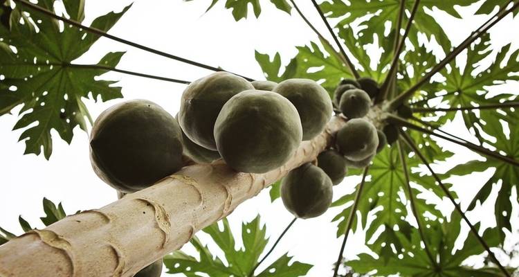 Gira Emancipación Ghana 2025 (Festival Panafest) - Olives Travel & Tour Ghana 8
