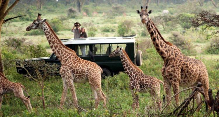 3 jours de course effrénée : la grande migration des gnous - African Breeze Safaris 2