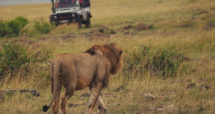 3 jours de course effrénée : la grande migration des gnous - African Breeze Safaris 1