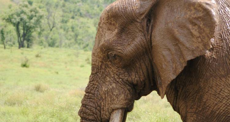 3 jours Amboseli Unplugged (Big Tuskers & Big Skies) - African Breeze Safaris 4