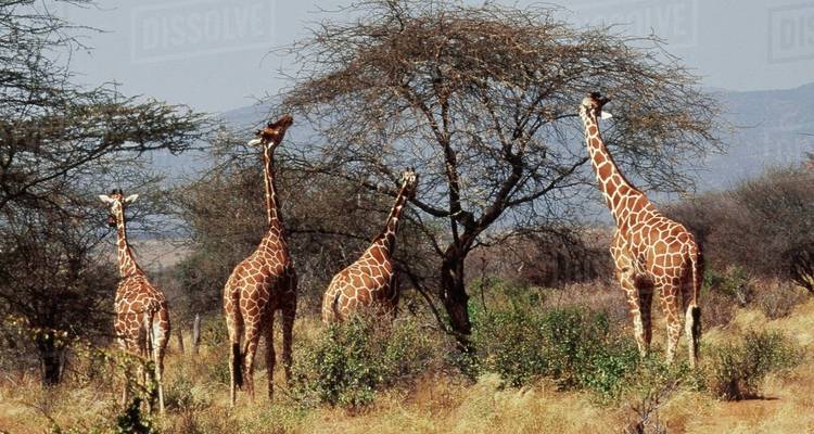 Safari económico de 3 días en Samburu - African Breeze Safaris 2