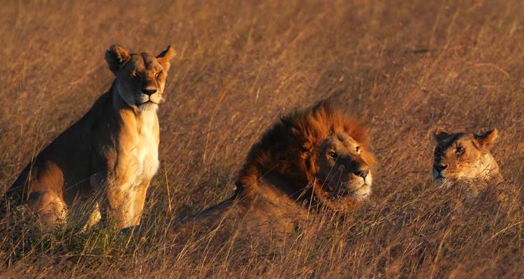 4 Days Kenya  Wildlife Lodge Small Group Safari - Exciting Africa Holidays 1