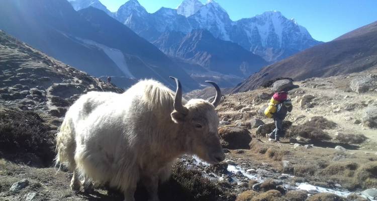 Excursionismo en Vista del Everest - 7 días - White Hill Adventure Treks and Expedition Pvt Ltd 4