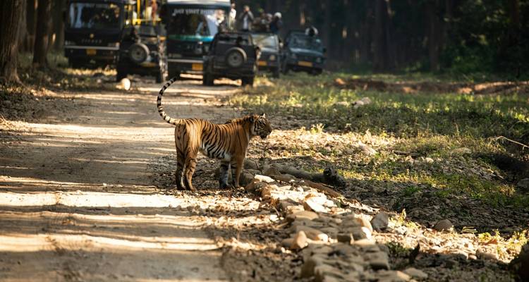 Safari à la rencontre des tigres dans le parc national de Jim Corbett au départ de Delhi - Golden Triangle Tours Of India 6