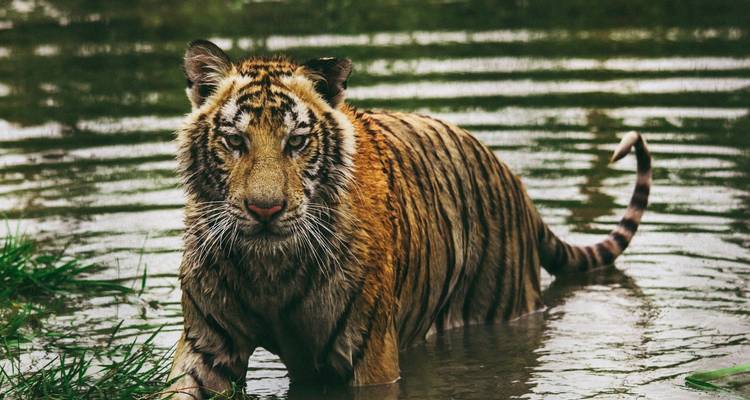Safari à la rencontre des tigres dans le parc national de Jim Corbett au départ de Delhi - Golden Triangle Tours Of India 2