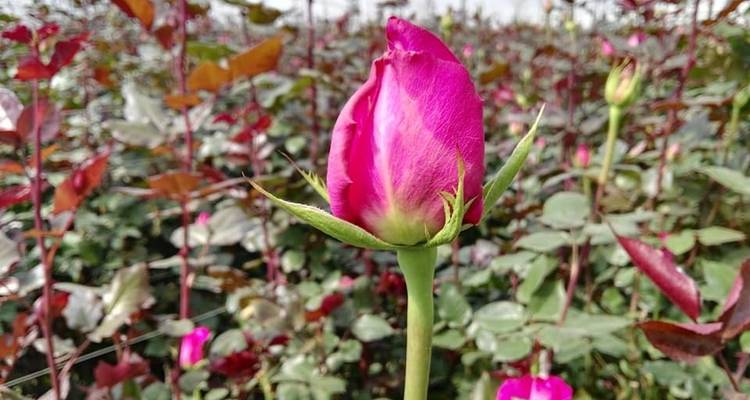 Ecuador Vino y Rosas 3 Días - GUIDEcuador Travel 2