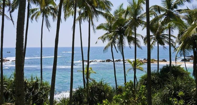 Des palmiers devant une mer bleue limpide.