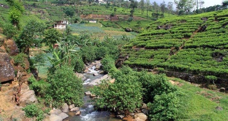 Plantation de thé verdoyante avec une petite rivière qui la traverse.