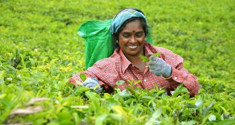 Cueilleuse de thé souriante en train de ramasser des feuilles de thé.