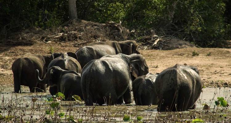 Sri Lanka en famille - 18 jours - Stelaran Holidays (Pvt) Ltd 7