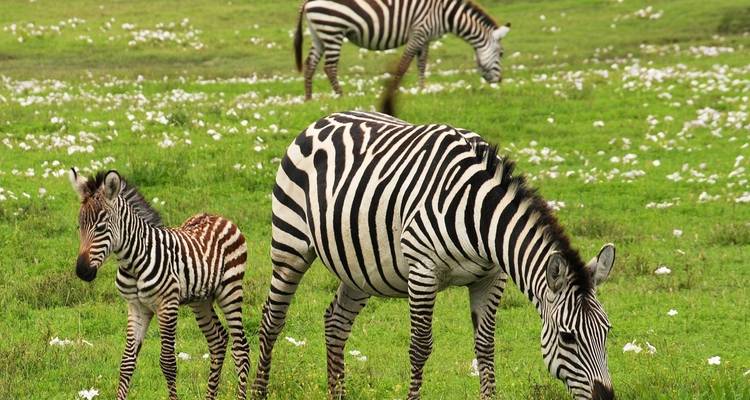 Zebra's grazend in een groen veld met verspreide witte bloemen.