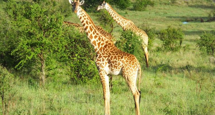 Giraffen die door de savanne dwalen.